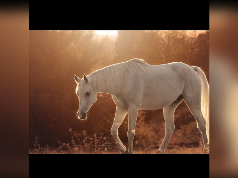Pura Raza Árabe Caballo castrado 9 años 160 cm Tordo in Fraunberg