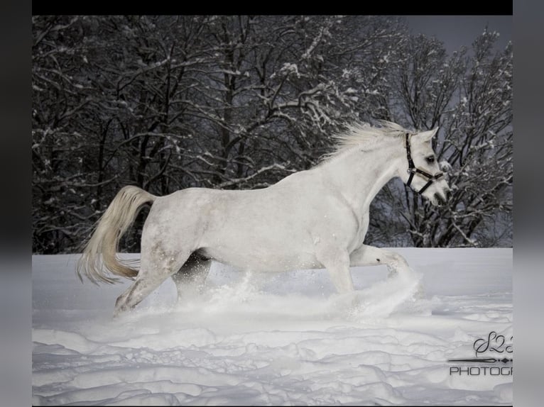 Pura Raza Árabe Caballo castrado 9 años 160 cm Tordo in Fraunberg