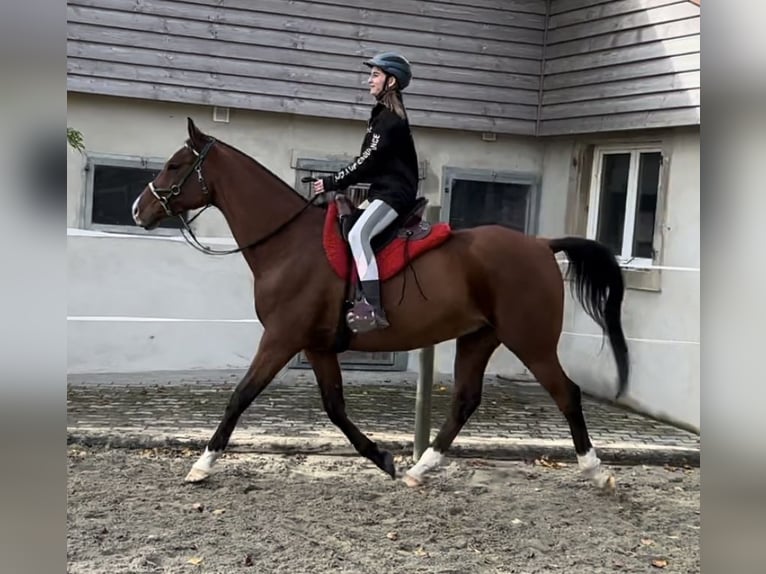 Pura Raza Árabe Caballo castrado 9 años 163 cm Castaño rojizo in Penthaz