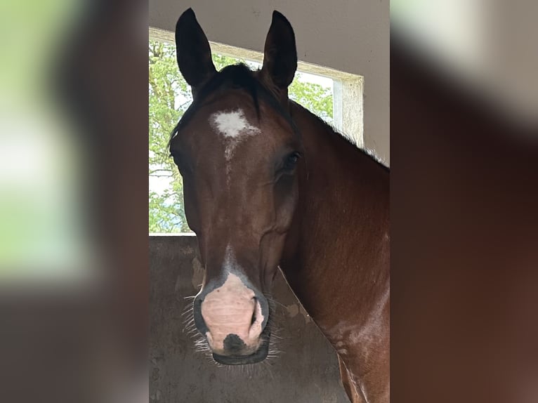 Pura Raza Árabe Caballo castrado 9 años 163 cm Castaño rojizo in Penthaz