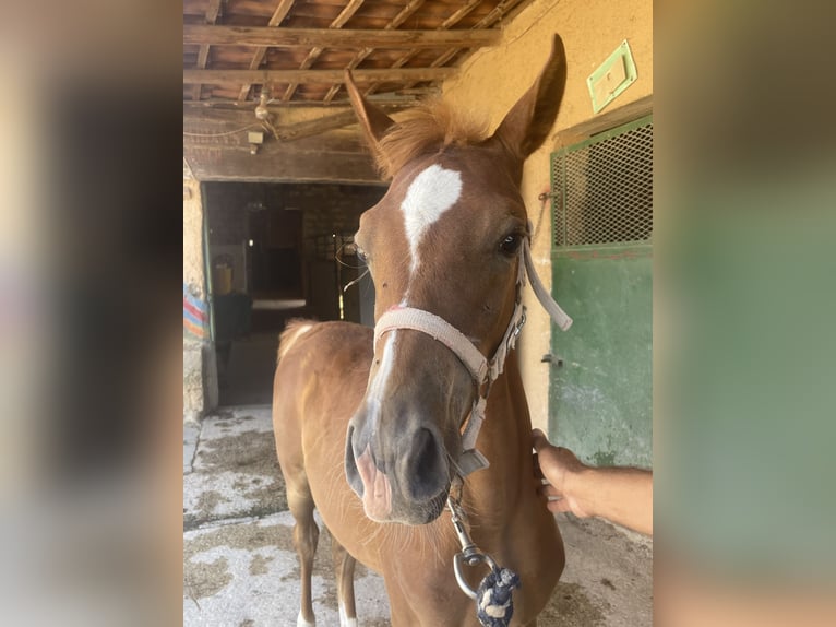 Pura Raza Árabe Caballo castrado Potro (02/2024) 90 cm Alazán in Partanna