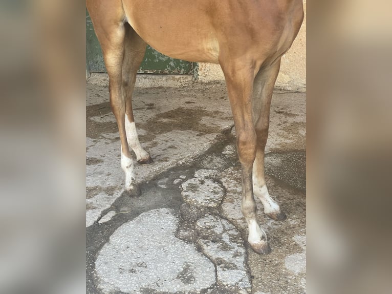 Pura Raza Árabe Caballo castrado Potro (02/2024) 90 cm Alazán in Partanna