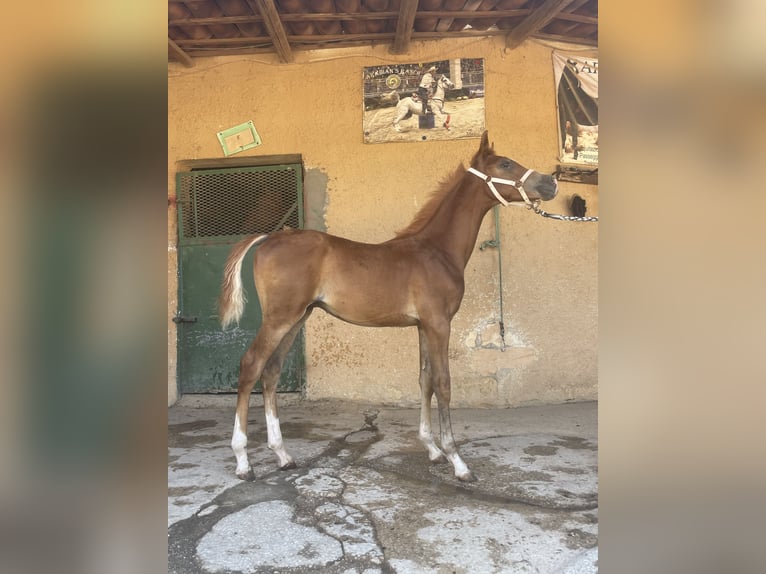 Pura Raza Árabe Caballo castrado Potro (02/2024) 90 cm Alazán in Partanna