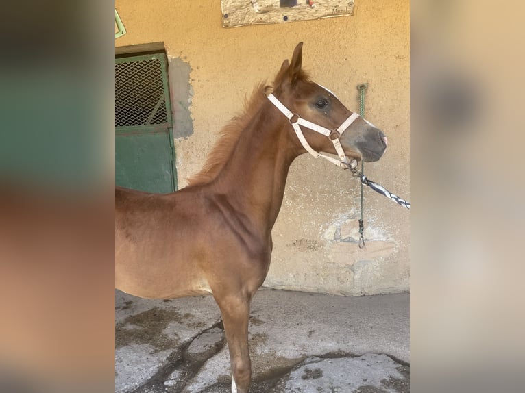 Pura Raza Árabe Caballo castrado Potro (02/2024) 90 cm Alazán in Partanna