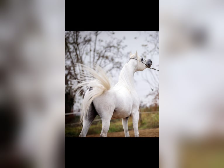 Pura Raza Árabe Semental 10 años 150 cm Tordo in Boronów