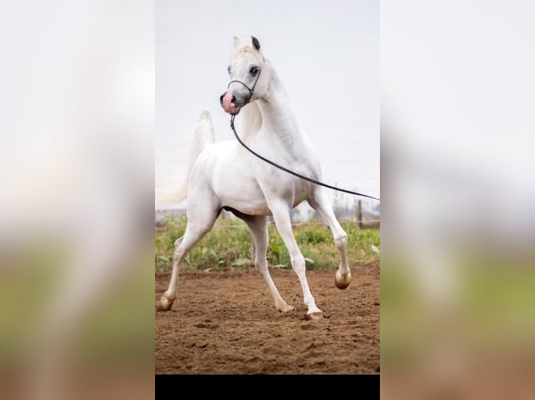 Pura Raza Árabe Semental 10 años 150 cm Tordo in Boronów