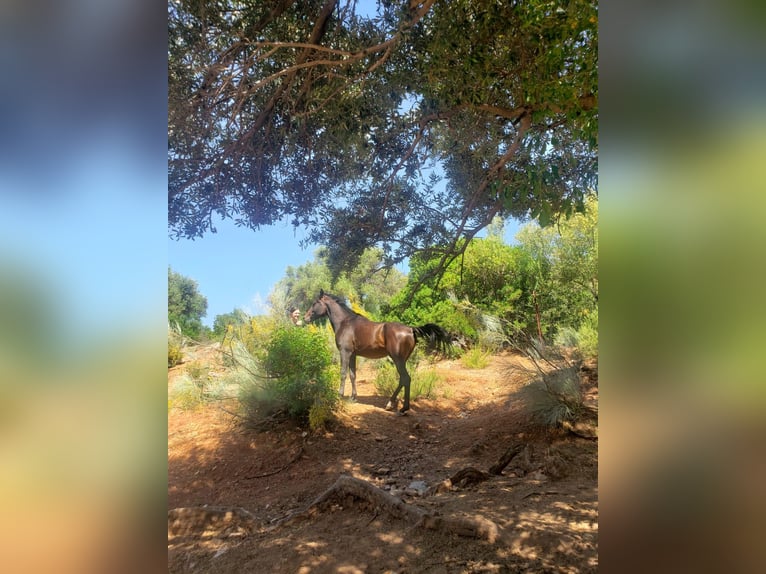 Pura Raza Árabe Semental 11 años 152 cm Alazán-tostado in Villamartín