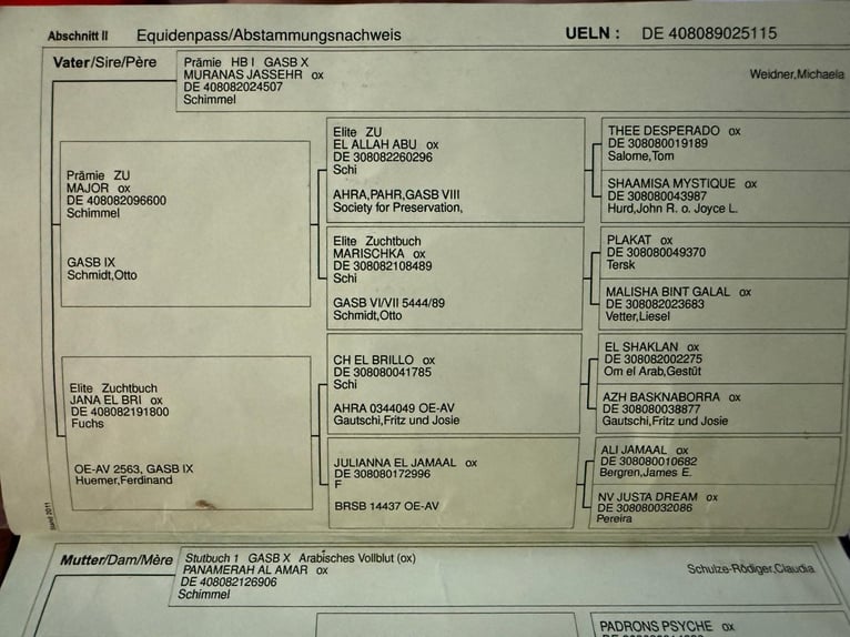 Pura Raza Árabe Semental 11 años Tordo in Lgota