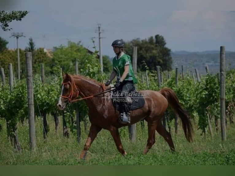 Pura Raza Árabe Semental 13 años 157 cm Alazán in Villach-Innere Stadt