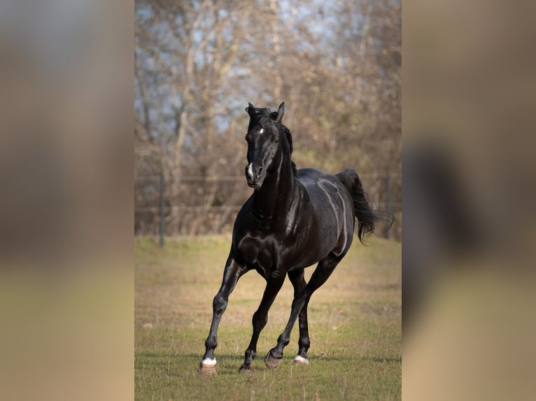 Pura Raza Árabe Semental 13 años 158 cm Negro in Hobro