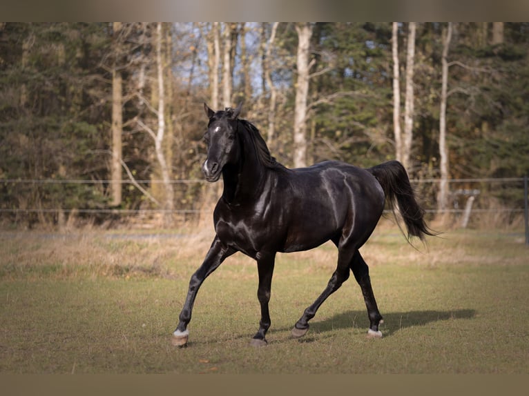 Pura Raza Árabe Semental 13 años 158 cm Negro in Hobro