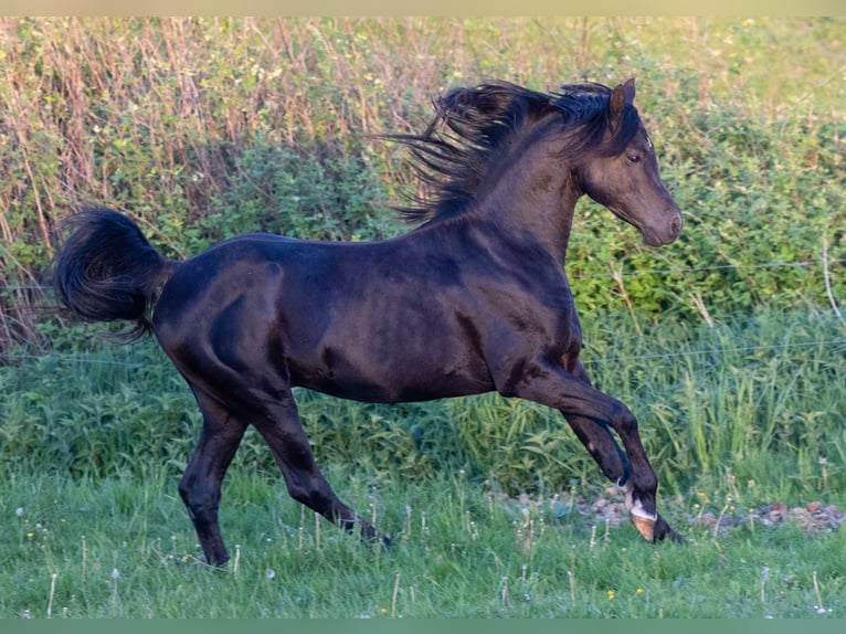 Pura Raza Árabe Semental 13 años 158 cm Negro in Hobro