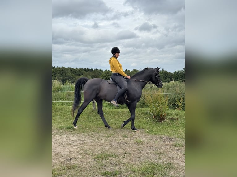 Pura Raza Árabe Semental 13 años 158 cm Negro in Hobro