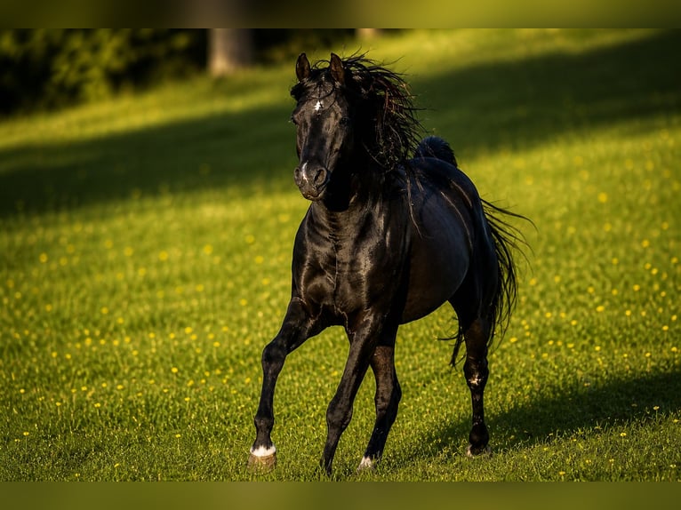Pura Raza Árabe Semental 13 años 158 cm Negro in Hobro
