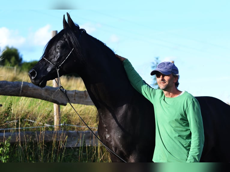 Pura Raza Árabe Semental 15 años 152 cm Negro in Toporzysko
