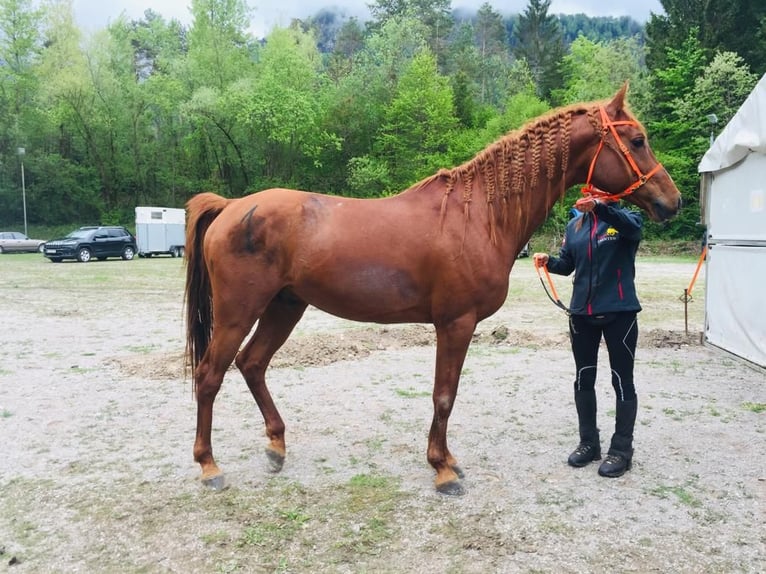 Pura Raza Árabe Semental 15 años 157 cm Alazán in Villach