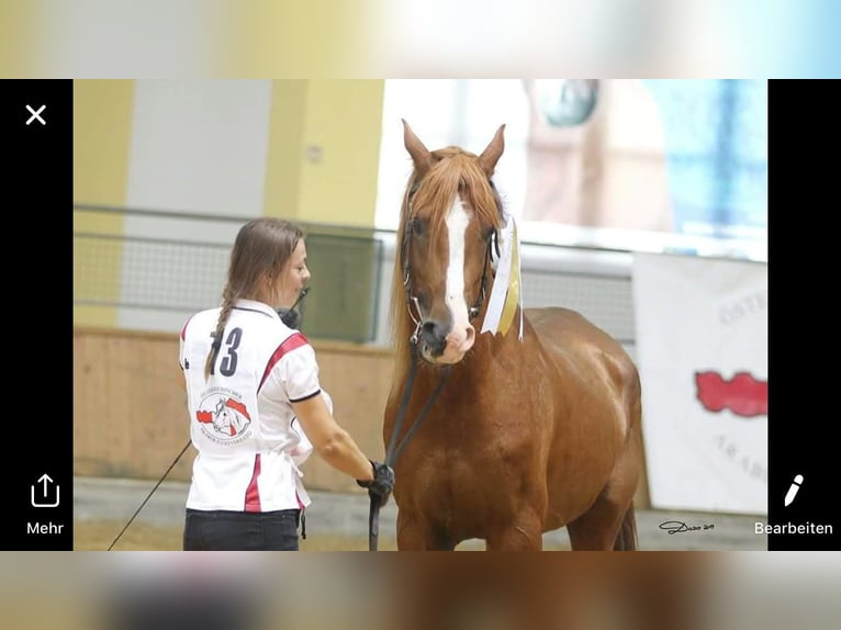 Pura Raza Árabe Semental 15 años 157 cm Alazán in Villach
