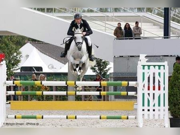 Pura Raza Árabe Semental 18 años 156 cm Tordo in Leun