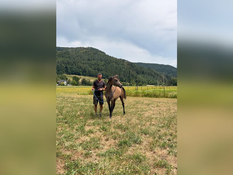 Pura Raza Árabe Semental 1 año 136 cm Tordo in Haslach