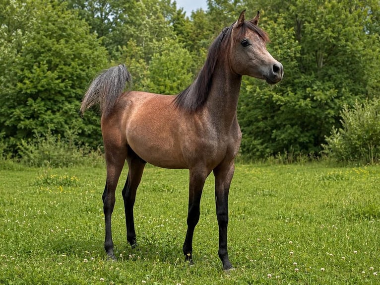Pura Raza Árabe Semental 1 año 136 cm Tordo in Haslach