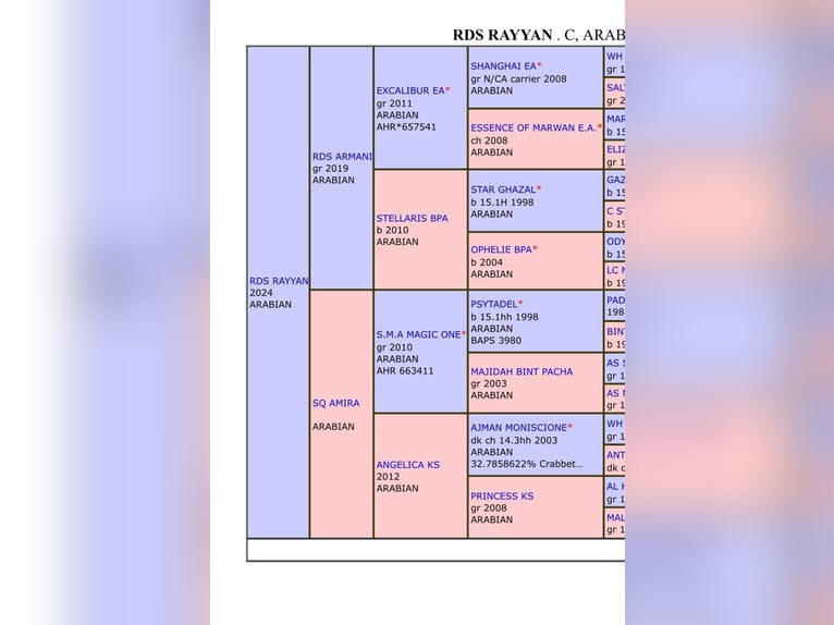 Pura Raza Árabe Semental 1 año 140 cm in Zonhoven