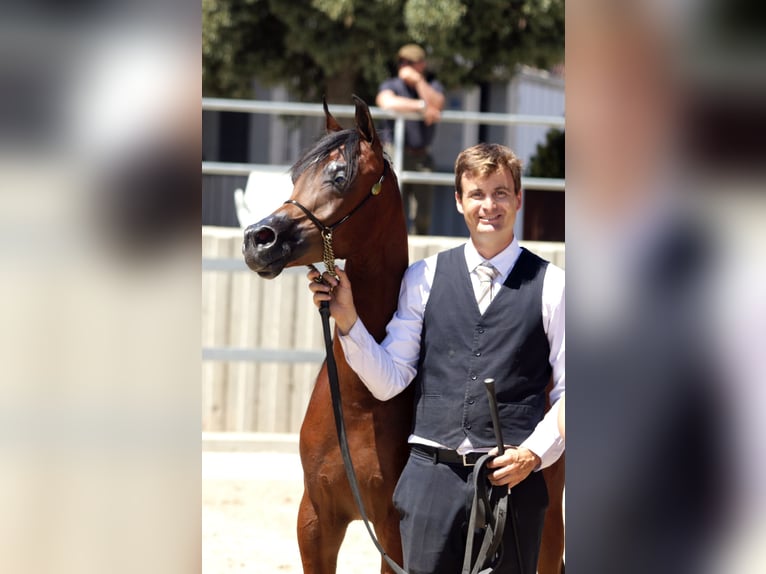 Pura Raza Árabe Semental 1 año 140 cm Castaño in Vilassar De Mar