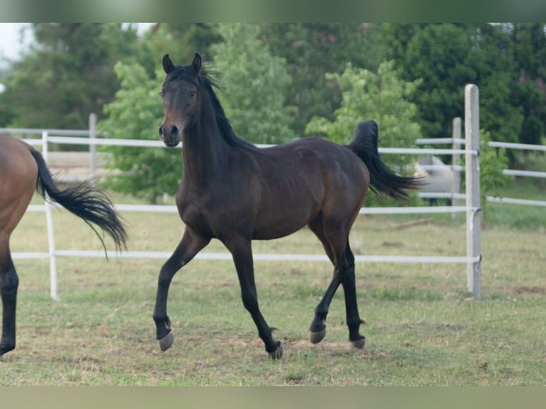 Pura Raza Árabe Semental 1 año 148 cm Morcillo in Dziemiany