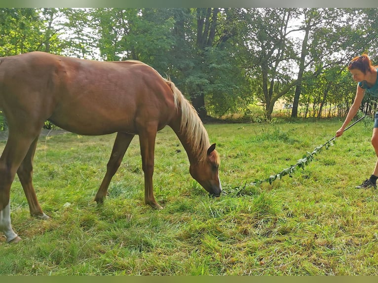 Pura Raza Árabe Semental 1 año 150 cm Alazán in Kassel