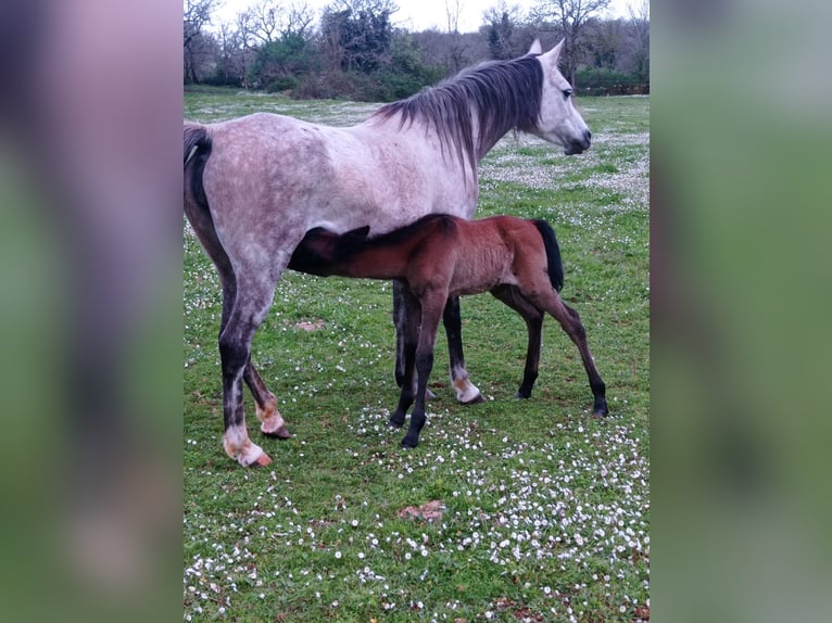 Pura Raza Árabe Semental 1 año 150 cm Castaño in Crégols