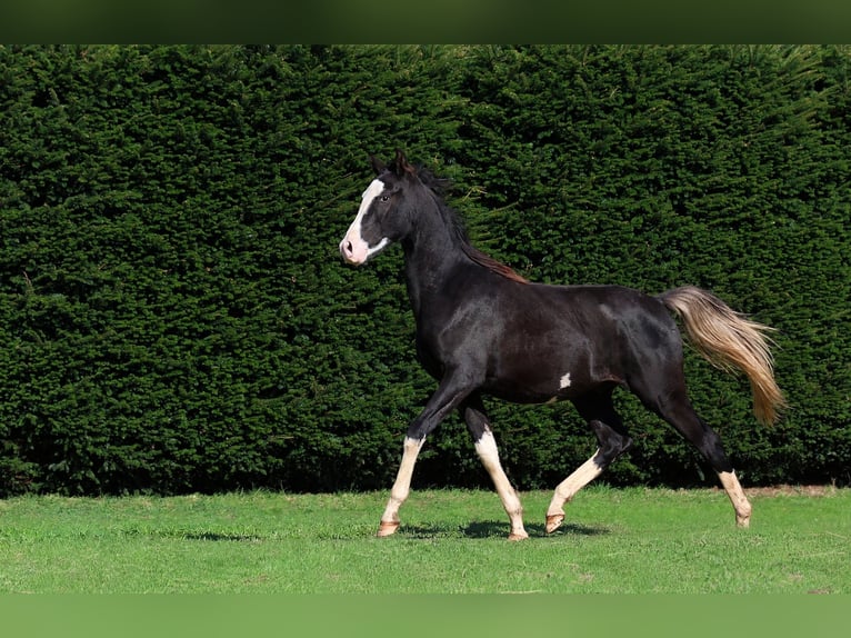 Pura Raza Árabe Semental 1 año 150 cm Negro in GOVEN