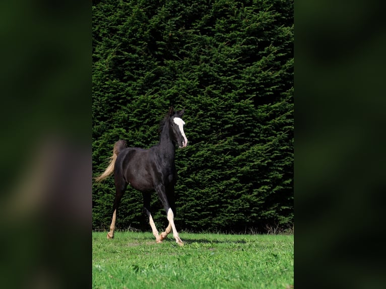 Pura Raza Árabe Semental 1 año 150 cm Negro in GOVEN