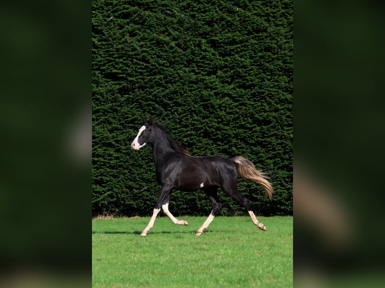 Pura Raza Árabe Semental 1 año 150 cm Negro in GOVEN