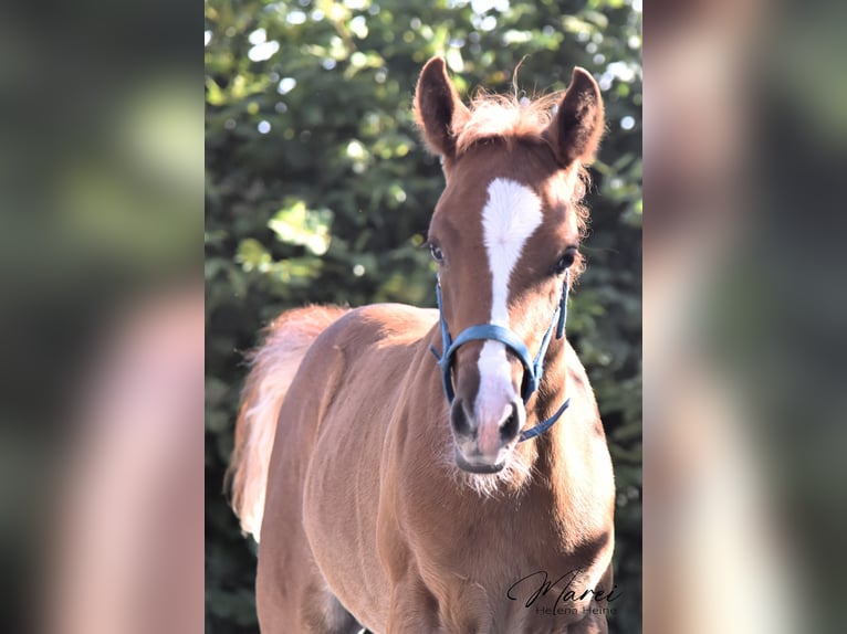 Pura Raza Árabe Semental 1 año 152 cm Alazán in Scheeßel