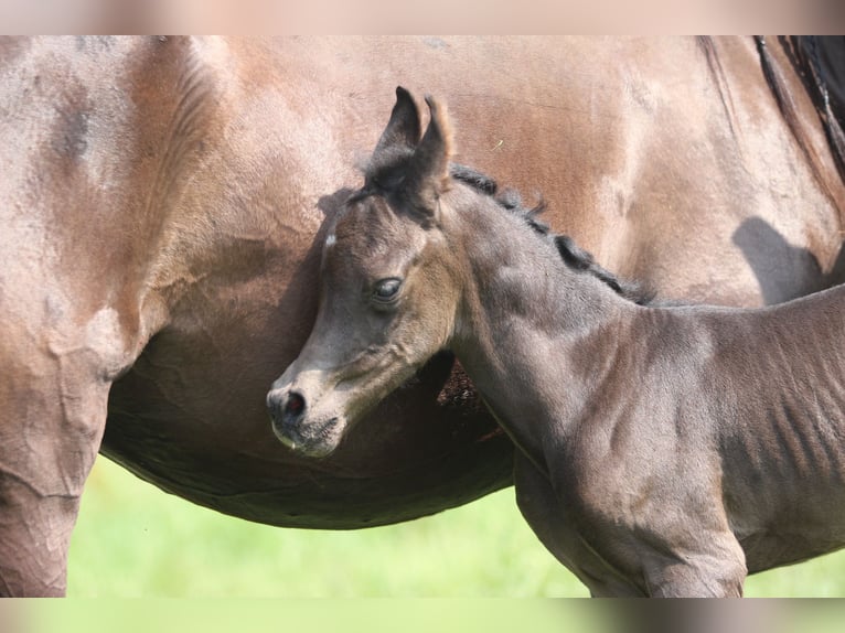 Pura Raza Árabe Semental 1 año 153 cm in Pastetten