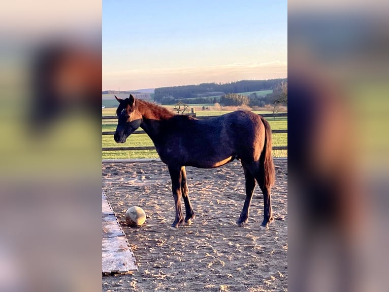 Pura Raza Árabe Semental 1 año 154 cm Tordo in Dunningen