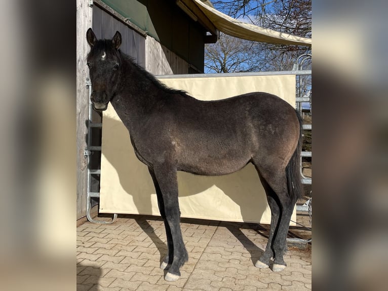 Pura Raza Árabe Semental 1 año 154 cm Tordo in Dunningen