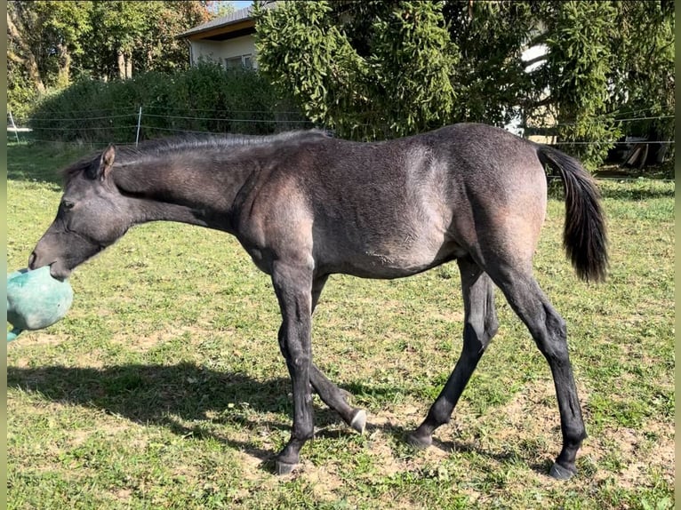 Pura Raza Árabe Semental 1 año 154 cm Tordo in Dunningen