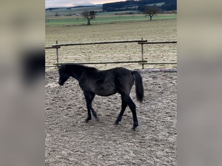 Pura Raza Árabe Semental 1 año 154 cm Tordo in Dunningen