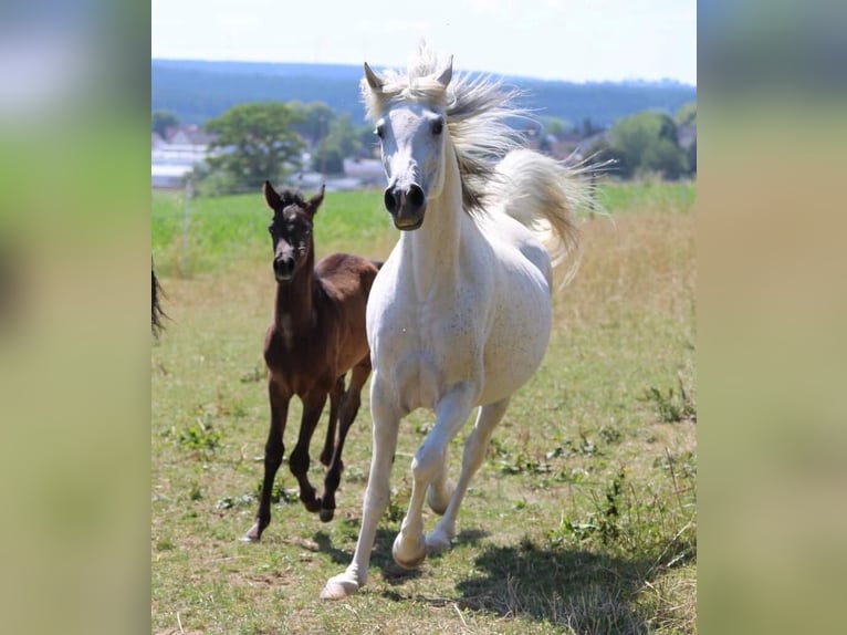 Pura Raza Árabe Semental 1 año 154 cm Tordo in Dunningen