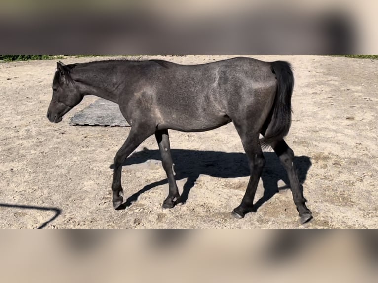 Pura Raza Árabe Semental 1 año 154 cm Tordo in Dunningen