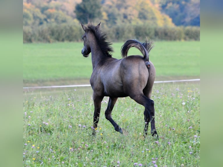 Pura Raza Árabe Semental 1 año 154 cm Tordo in Koprivnica