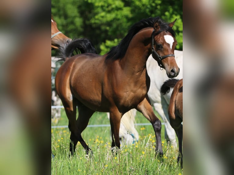 Pura Raza Árabe Semental 1 año 155 cm Castaño in Leun