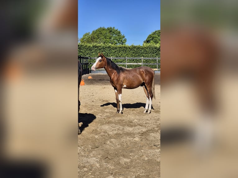 Pura Raza Árabe Semental 1 año 155 cm Castaño in PUTTEN