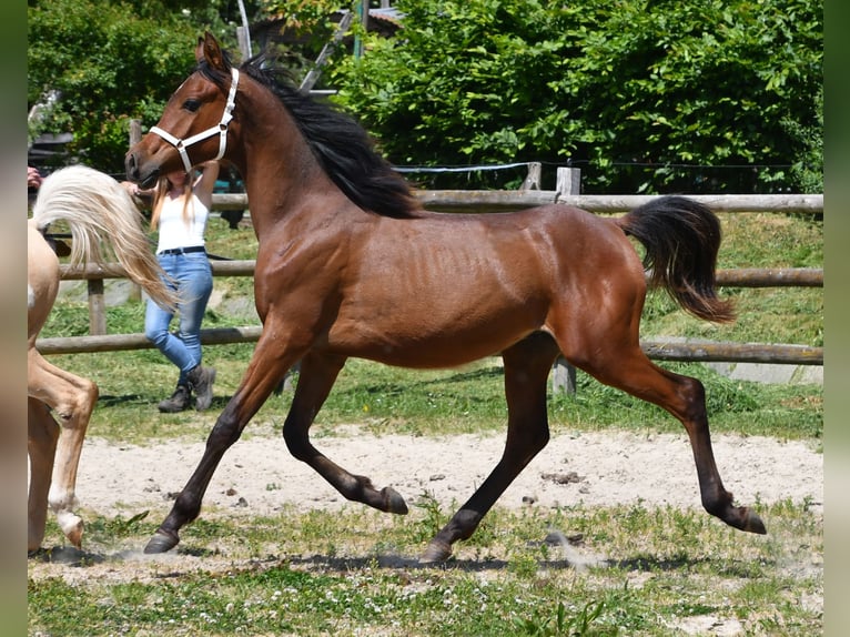 Pura Raza Árabe Semental 1 año 155 cm Castaño in M&#xF6;rsdorf