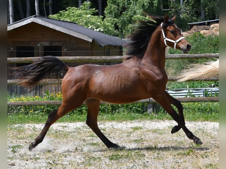 Pura Raza Árabe Semental 1 año 155 cm Castaño in M&#xF6;rsdorf
