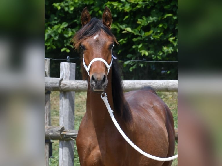 Pura Raza Árabe Semental 1 año 155 cm Castaño in M&#xF6;rsdorf
