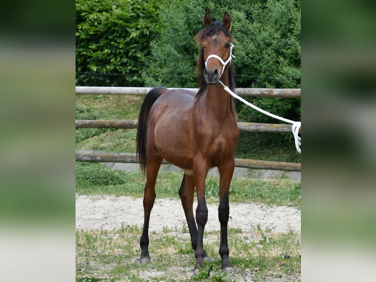 Pura Raza Árabe Semental 1 año 155 cm Castaño in M&#xF6;rsdorf