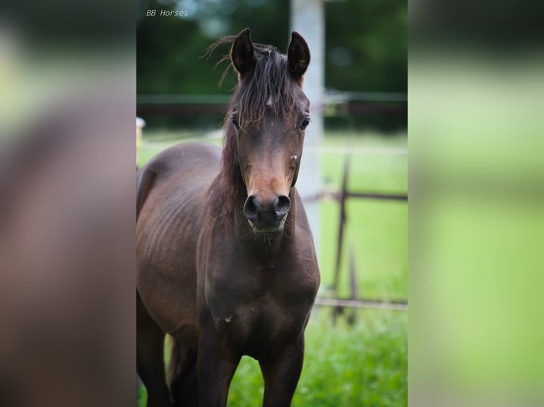 Pura Raza Árabe Semental 1 año 155 cm Castaño oscuro in Pastetten