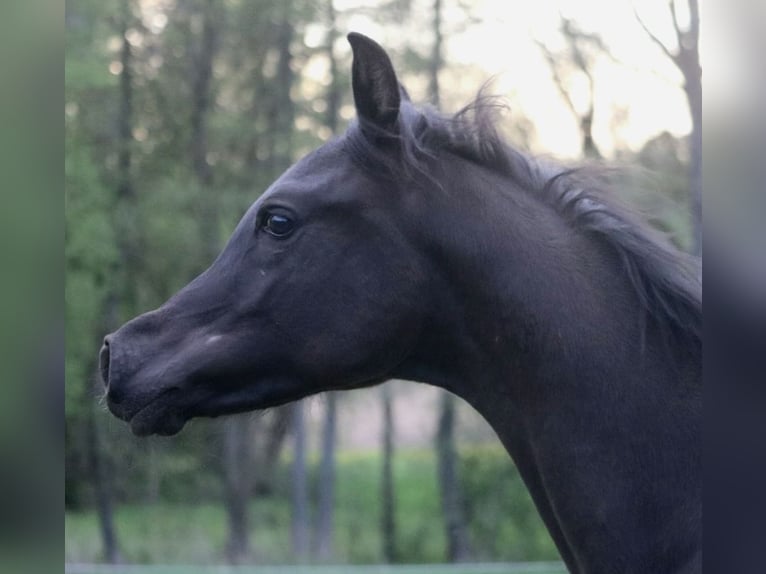 Pura Raza Árabe Semental 1 año 155 cm Negro in Rattenkirchen