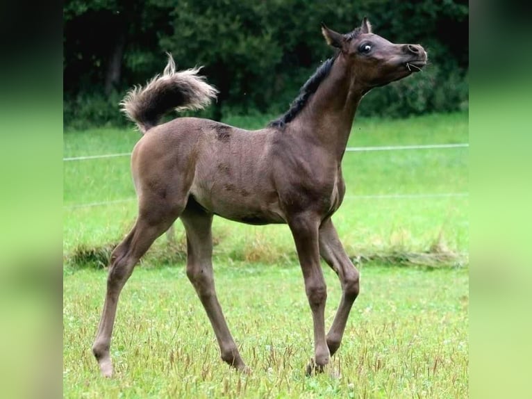 Pura Raza Árabe Semental 1 año 155 cm Negro in Rattenkirchen